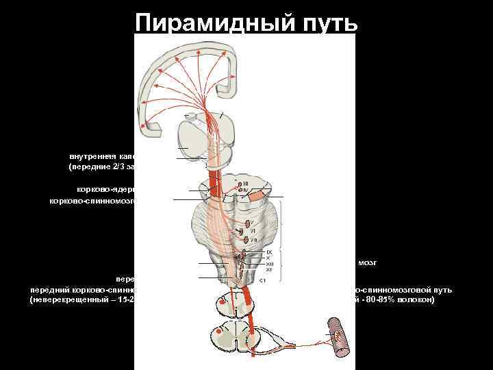 Пирамидный путь прецентральная извилина лучистый венец внутренняя капсула (передние 2/3 заднего бедра) корково-ядерный путь