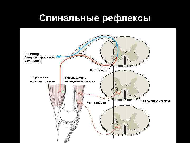 Спинальные рефлексы 