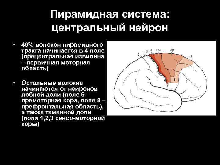 Пирамидная система: центральный нейрон • 40% волокон пирамидного тракта начинается в 4 поле (прецентральная