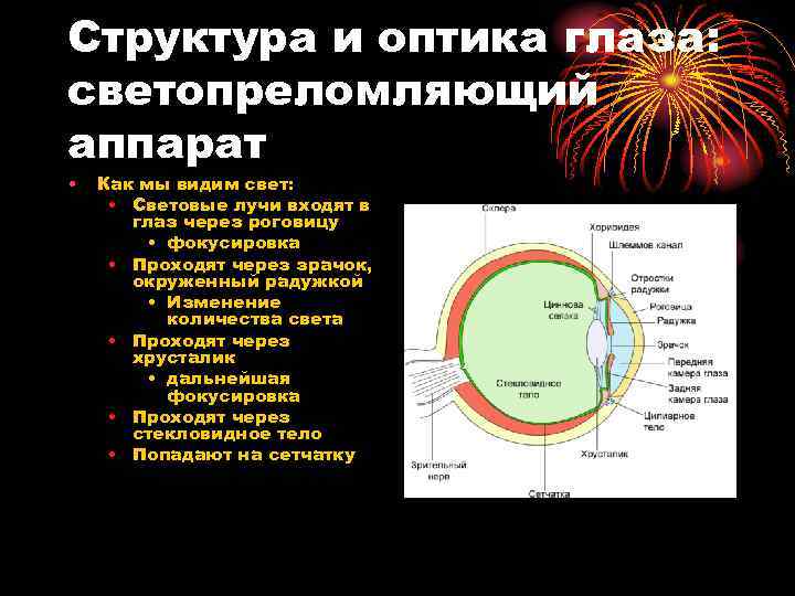 Среда глаза. Оболочки глазного яблока, светопреломляющие среды. Светопреломляющая оптическая система глаза. Среды светопреломляющего аппарата глаза. Особенности и функции светопреломляющего аппарата глаза человека.