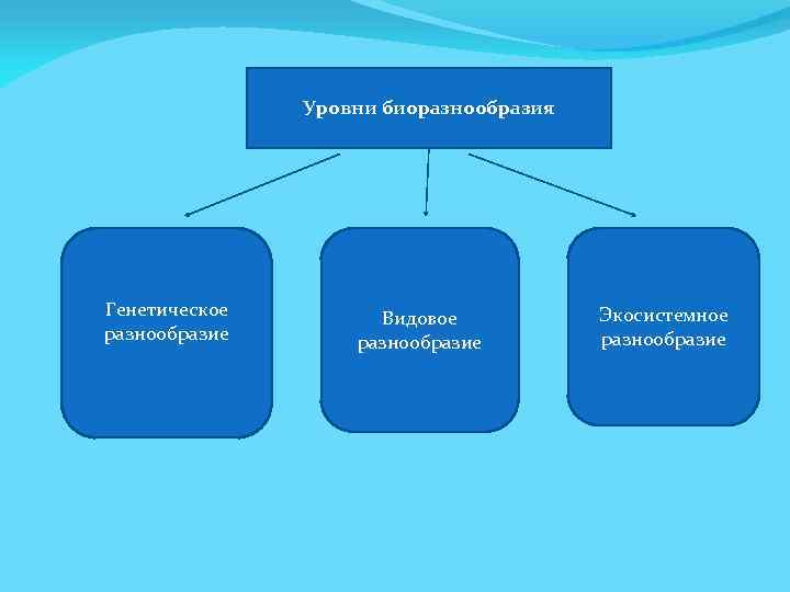 Уровни биоразнообразия Генетическое разнообразие Видовое разнообразие Экосистемное разнообразие 