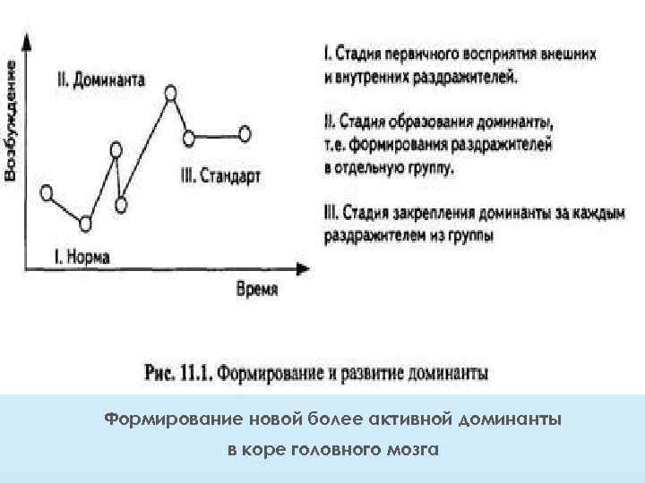 Формирование новой более активной доминанты в коре головного мозга 