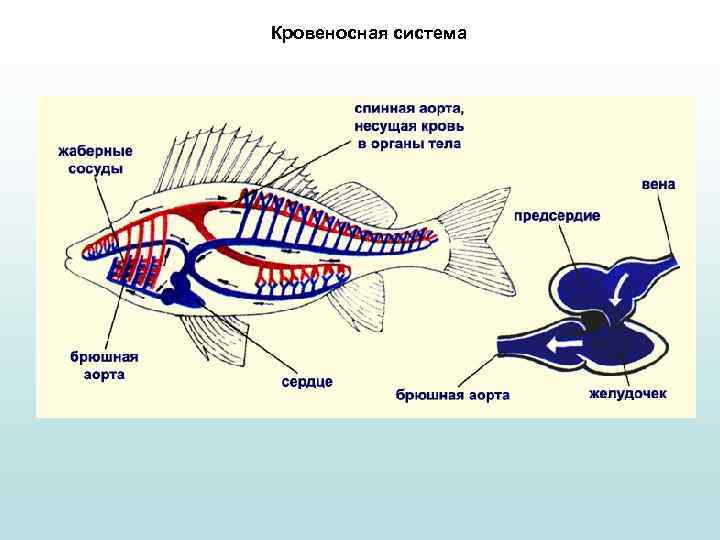 Кровеносная система 