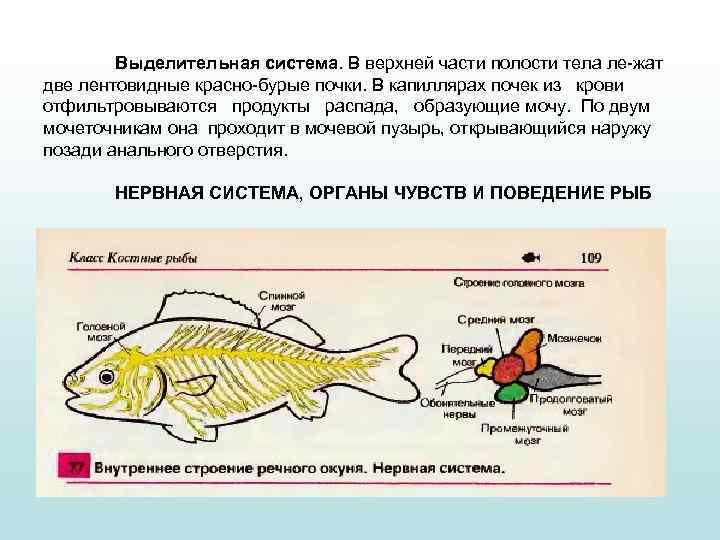 Выделительная система. В верхней части полости тела ле жат две лентовидные красно бурые почки.