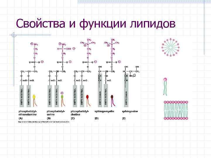 Свойства и функции липидов 