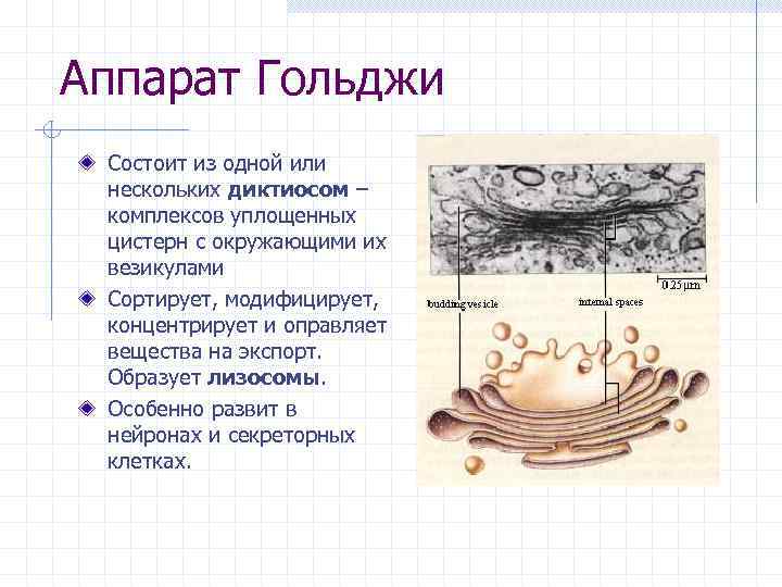 Аппарат Гольджи Состоит из одной или нескольких диктиосом – комплексов уплощенных цистерн с окружающими