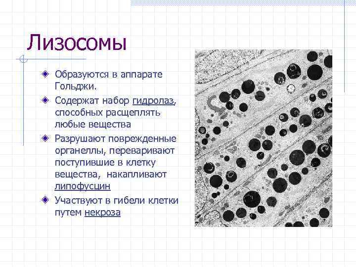 Лизосомы Образуются в аппарате Гольджи. Содержат набор гидролаз, способных расщеплять любые вещества Разрушают поврежденные