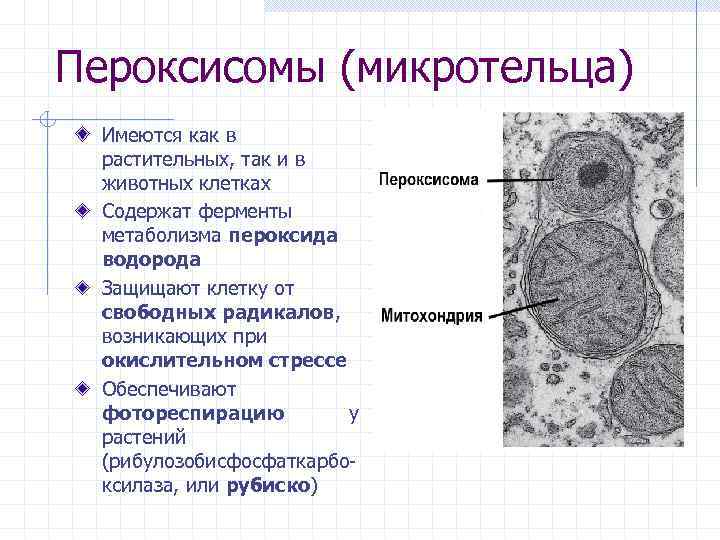 Пероксисомы (микротельца) Имеются как в растительных, так и в животных клетках Содержат ферменты метаболизма