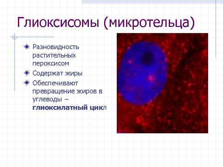 Глиоксисомы (микротельца) Разновидность растительных пероксисом Содержат жиры Обеспечивают превращение жиров в углеводы − глиоксилатный