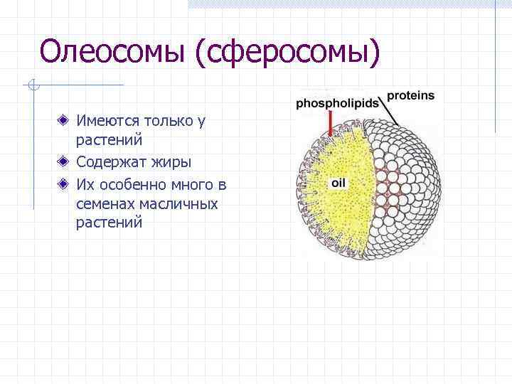 Олеосомы (сферосомы) Имеются только у растений Содержат жиры Их особенно много в семенах масличных