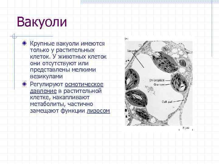 Вакуоли Крупные вакуоли имеются только у растительных клеток. У животных клеток они отсутствуют или