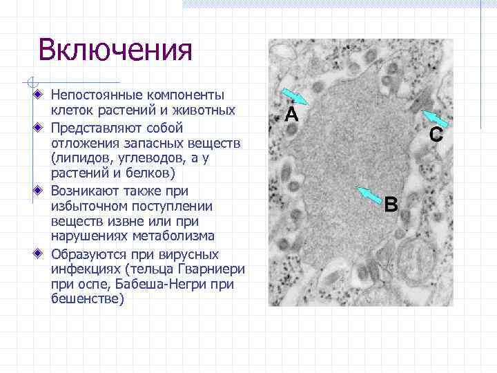 Включения Непостоянные компоненты клеток растений и животных Представляют собой отложения запасных веществ (липидов, углеводов,