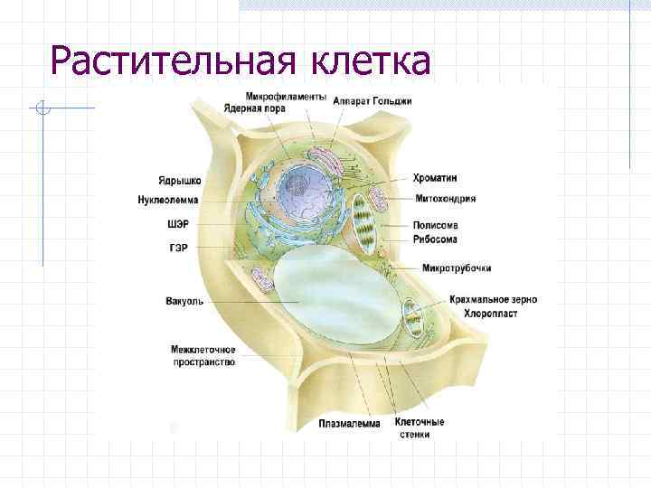 Растительная клетка 