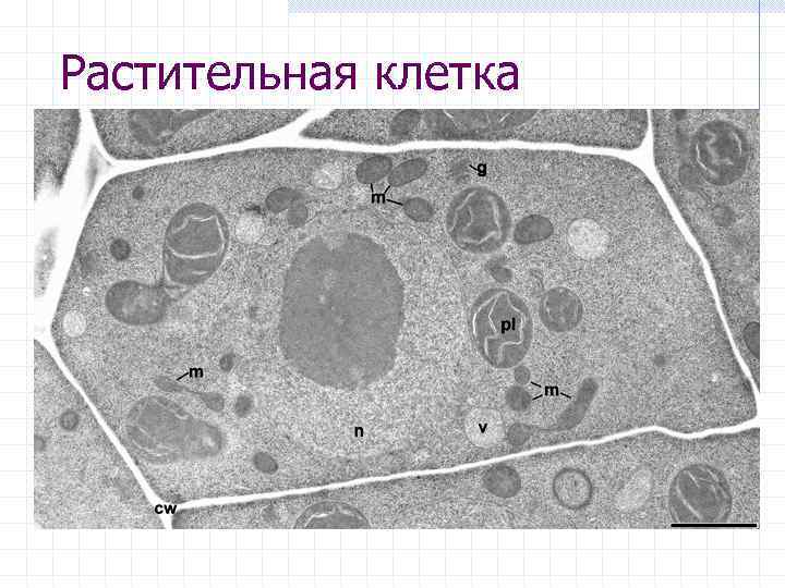 Растительная клетка 