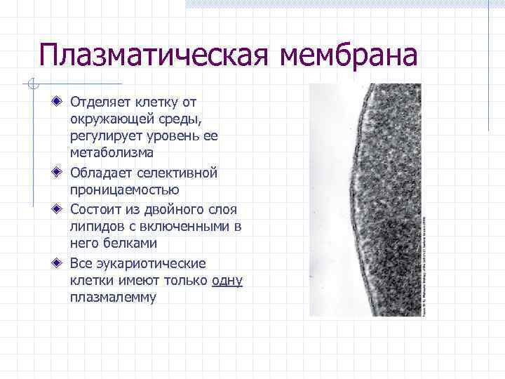 Плазматическая мембрана Отделяет клетку от окружающей среды, регулирует уровень ее метаболизма Обладает селективной проницаемостью