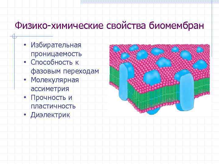 Мембранная система