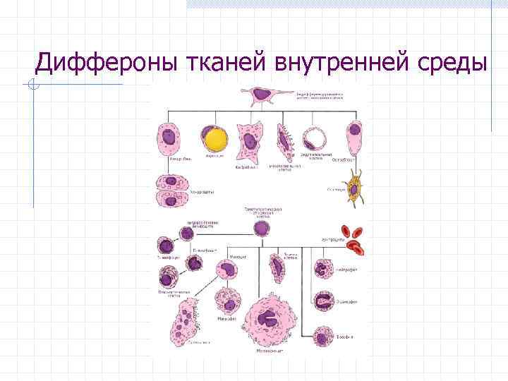 Диффероны тканей внутренней среды 