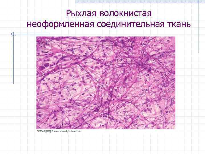 Рыхлая волокнистая неоформленная соединительная ткань 