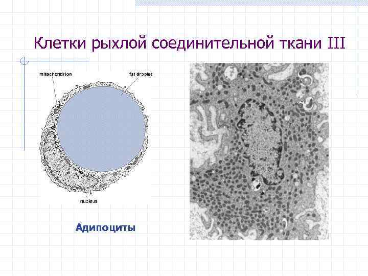 Клетки рыхлой соединительной ткани III Адипоциты 