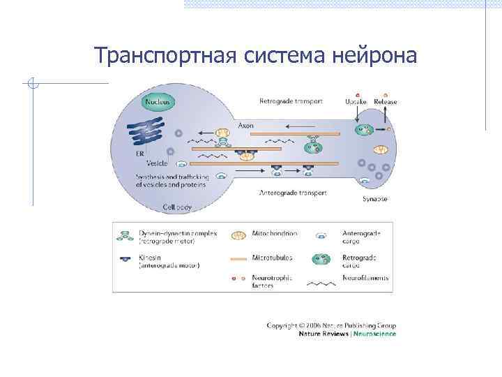 Транспортная система нейрона 