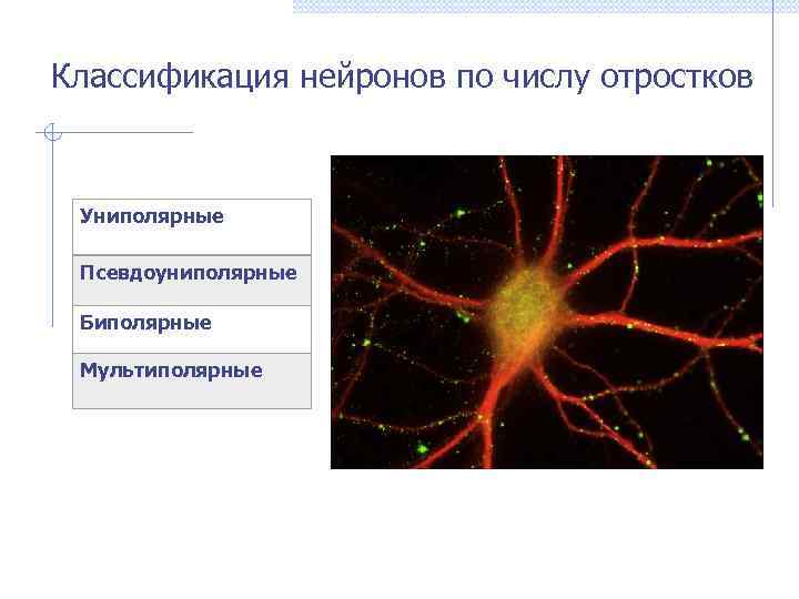 Классификация нейронов по числу отростков Униполярные Псевдоуниполярные Биполярные Мультиполярные 