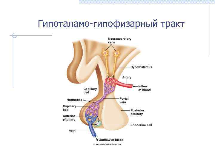 Гипоталамо-гипофизарный тракт 