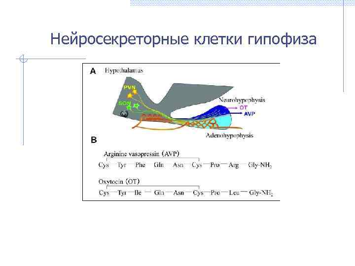 Нейросекреторные клетки гипофиза 