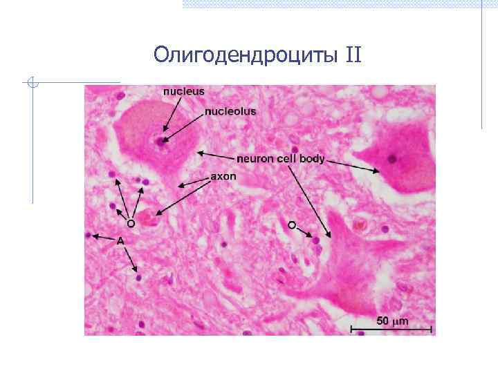 Олигодендроциты II 