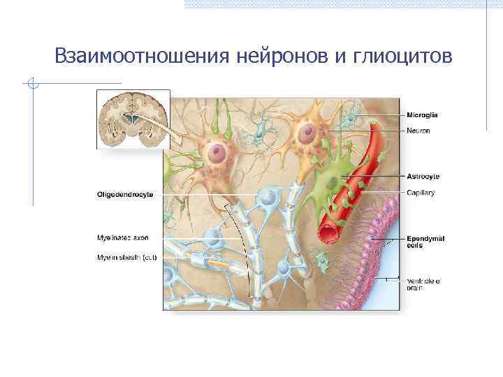 Взаимоотношения нейронов и глиоцитов 