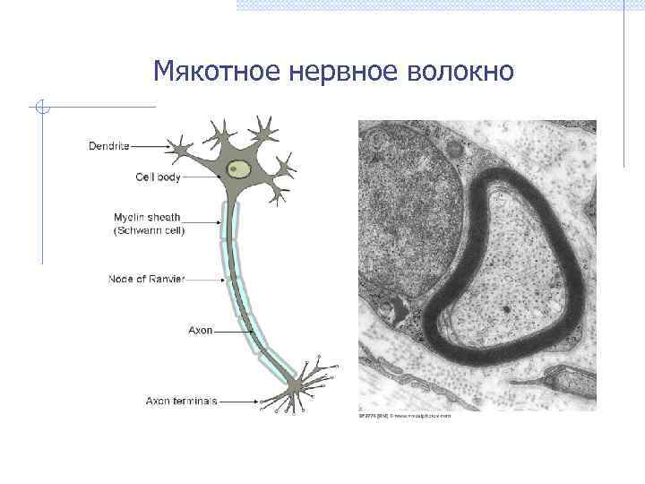 Мякотное нервное волокно 