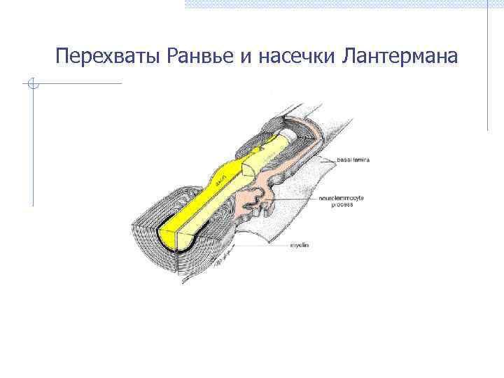 Перехваты Ранвье и насечки Лантермана 