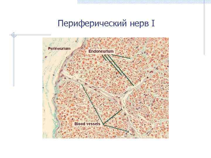 Периферический нерв I 