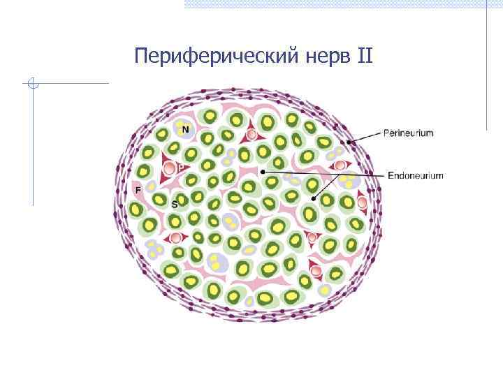 Периферический нерв II 