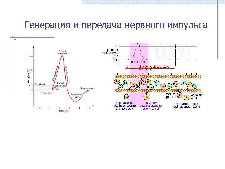 Генерация и передача нервного импульса 