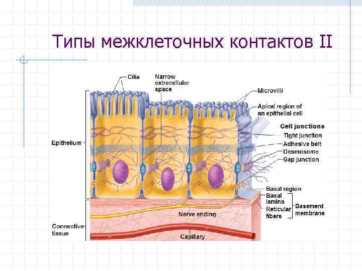 Типы межклеточных контактов II 