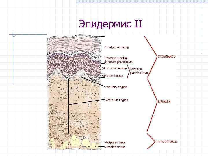 Эпидермис II 