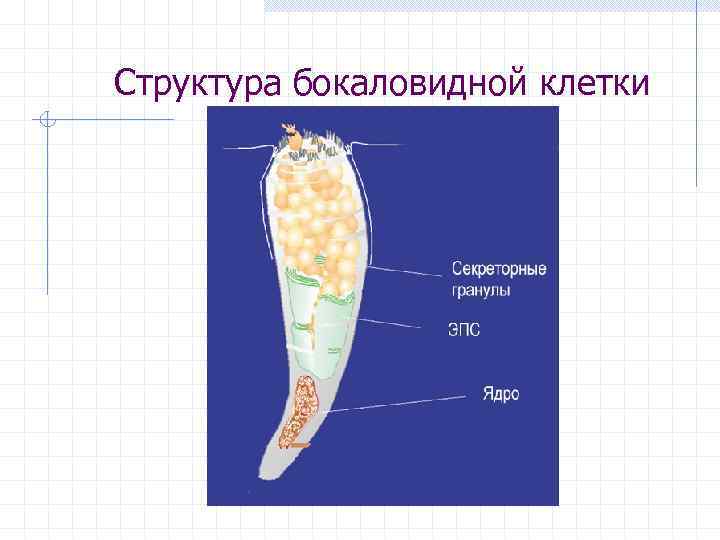 Структура бокаловидной клетки 