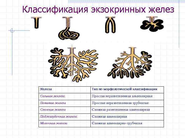 Классификация экзокринных желез Железа Тип по морфологической классификации Сальная железа Простая неразветвленная альвеолярная Потовая