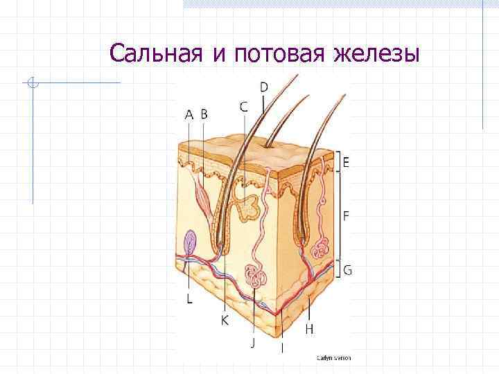 Сальная и потовая железы 