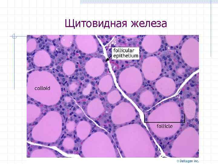 Щитовидная железа 