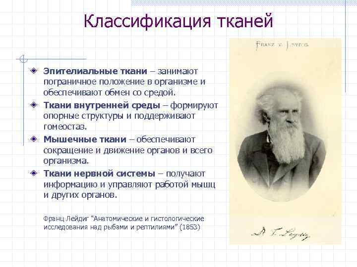 Классификация тканей Эпителиальные ткани – занимают пограничное положение в организме и обеспечивают обмен со