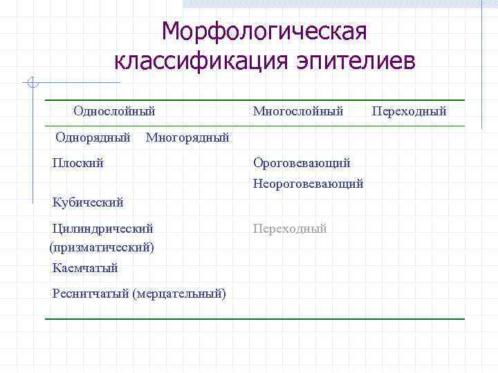 Морфологическая классификация эпителиев Однослойный Однорядный Многослойный Многорядный Плоский Ороговевающий Неороговевающий Кубический Цилиндрический (призматический) Каемчатый