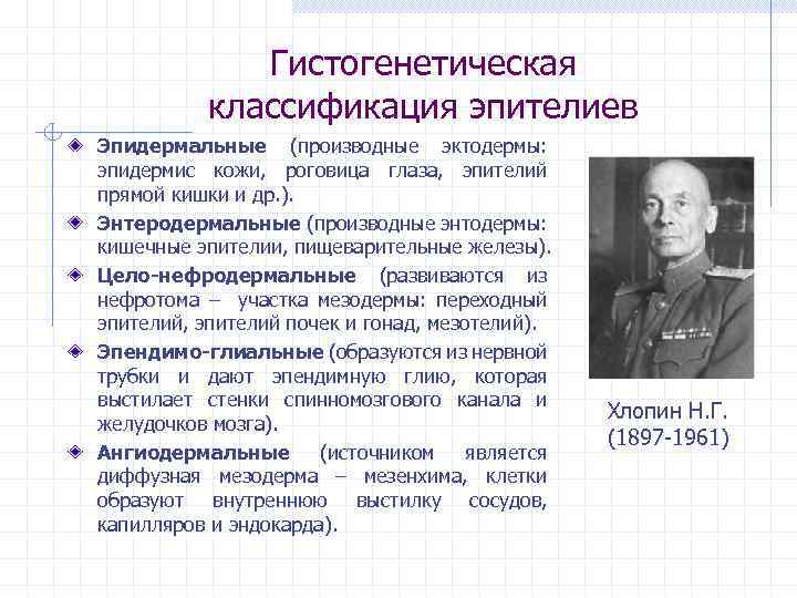 Гистогенетическая классификация эпителиев Эпидермальные (производные эктодермы: эпидермис кожи, роговица глаза, эпителий прямой кишки и