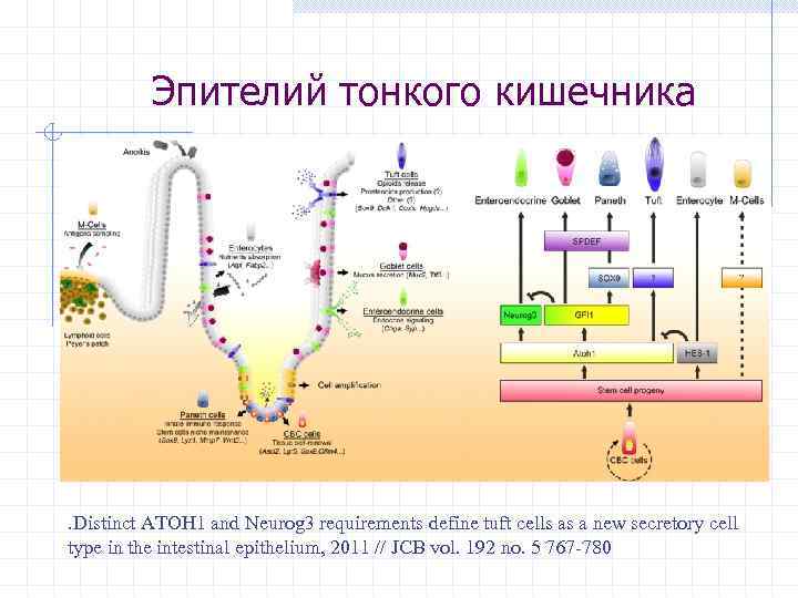 Эпителий тонкого кишечника . Distinct ATOH 1 and Neurog 3 requirements define tuft cells