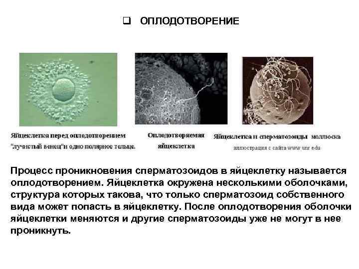 q ОПЛОДОТВОРЕНИЕ Процесс проникновения сперматозоидов в яйцеклетку называется оплодотворением. Яйцеклетка окружена несколькими оболочками, структура