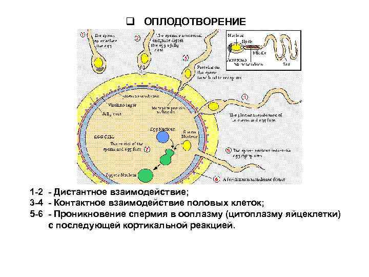 q ОПЛОДОТВОРЕНИЕ 1 2 Дистантное взаимодействие; 3 4 Контактное взаимодействие половых клеток; 5 6