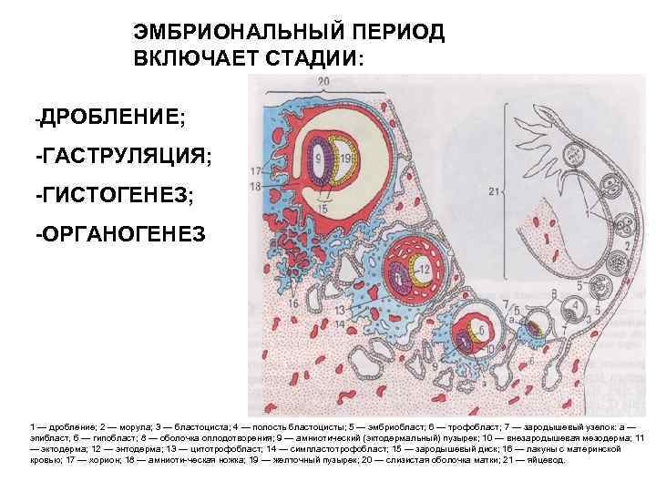 Гистогенез и органогенез рисунок