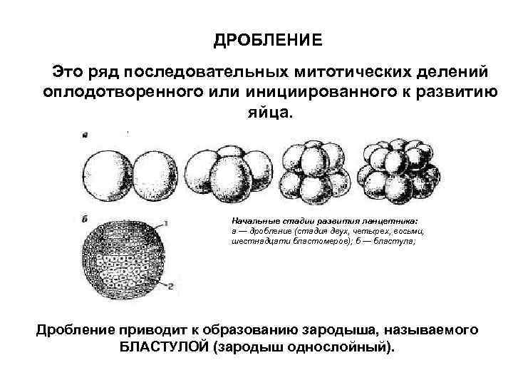 ДРОБЛЕНИЕ Это ряд последовательных митотических делений оплодотворенного или инициированного к развитию яйца. Начальные стадии