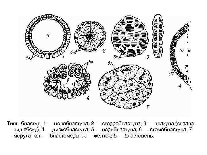 Типы бластул: 1 — целобластула; 2 — стерробластула; 3 — плакула (справа — вид