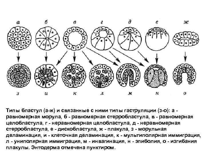 Типы бластул (а ж) и связанные с ними типы гаструляции (з о): а равномерная